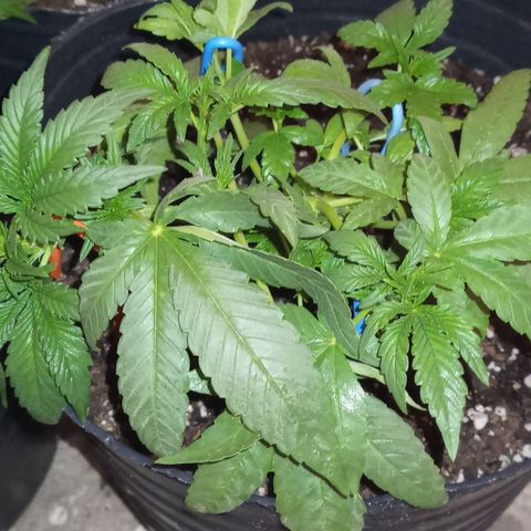 Royal Haze Auto growlog timeline photo