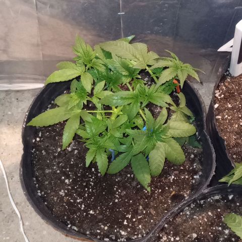 Royal Haze Auto growlog timeline photo