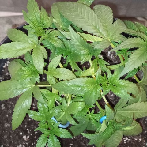 Royal Haze Auto growlog timeline photo