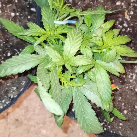 Poison Auto Lst growlog timeline photo