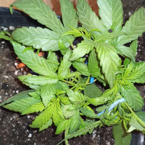 Poison Auto Lst growlog timeline photo