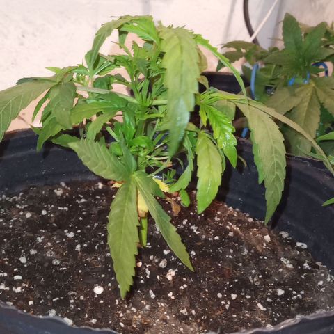 Poison Auto growlog timeline photo