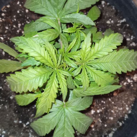 Poison Auto growlog timeline photo