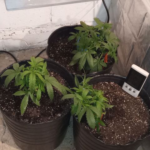 Poison Auto Lst growlog timeline photo