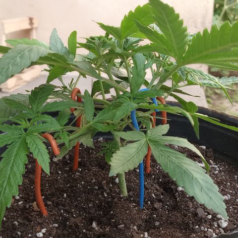 Poison Auto growlog timeline photo
