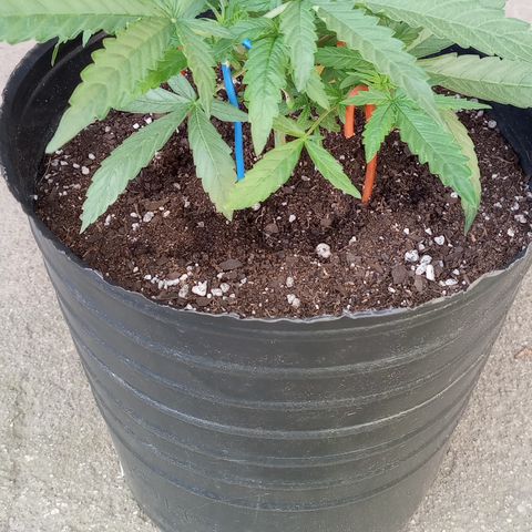 Poison Auto growlog timeline photo