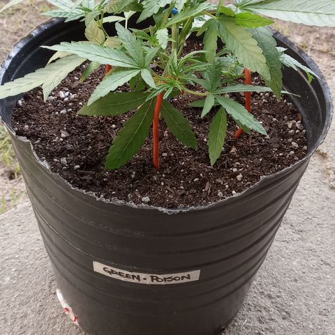 Poison Auto growlog timeline photo