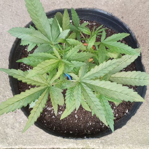 Poison Auto growlog timeline photo