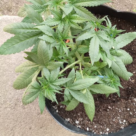 Royal Haze Auto growlog timeline photo