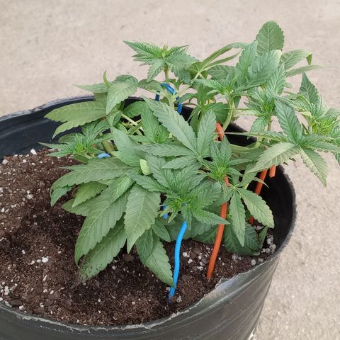 Royal Haze Auto growlog timeline photo