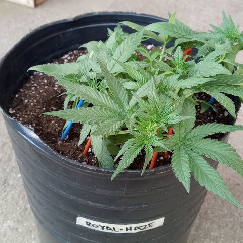 Royal Haze Auto growlog timeline photo