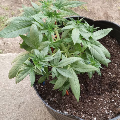 Royal Haze Auto growlog timeline photo
