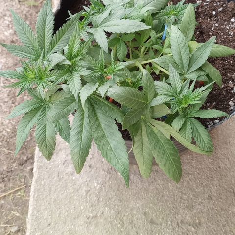 Royal Haze Auto growlog timeline photo