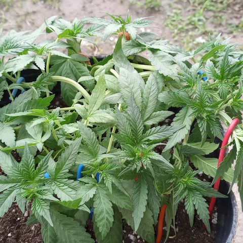 Royal Haze Auto growlog timeline photo