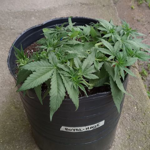 Royal Haze Auto growlog timeline photo