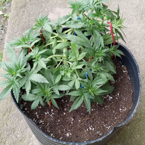 Royal Haze Auto growlog timeline photo