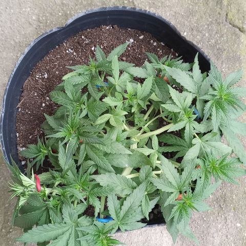 Royal Haze Auto growlog timeline photo