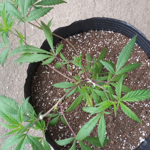 Peyote Hashimi  growlog timeline photo