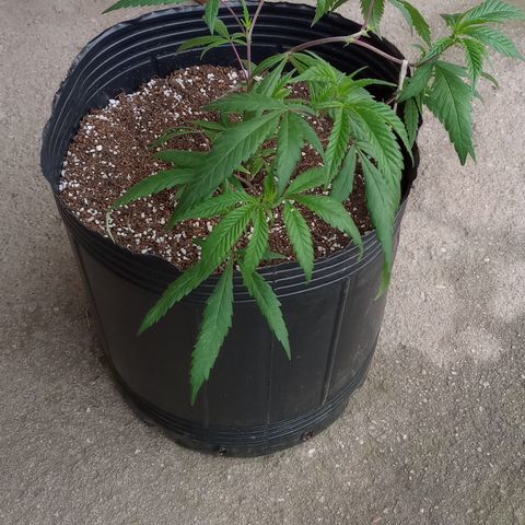 Peyote Hashimi  growlog timeline photo