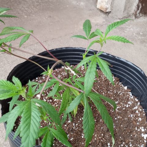 Peyote Hashimi  growlog timeline photo