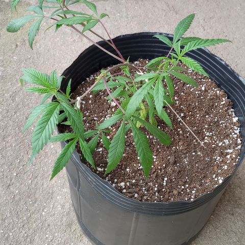 Peyote Hashimi  growlog timeline photo