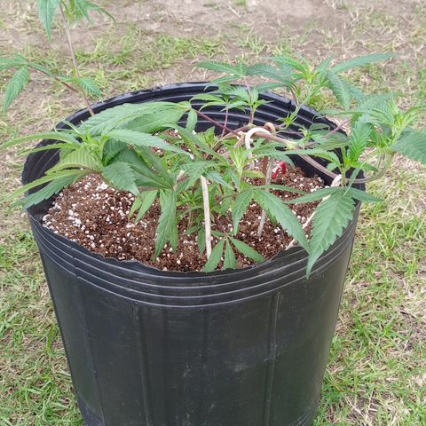 Peyote Hashimi  growlog timeline photo