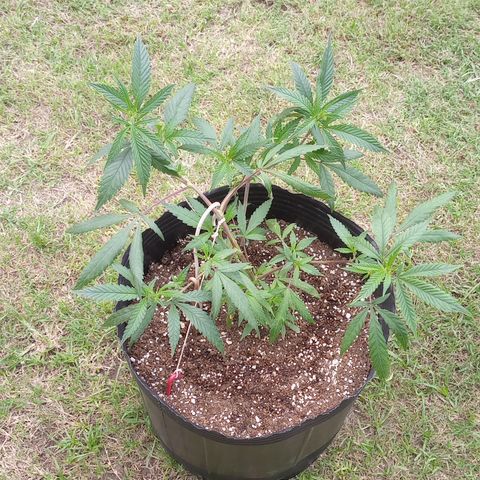 Peyote Hashimi  growlog timeline photo