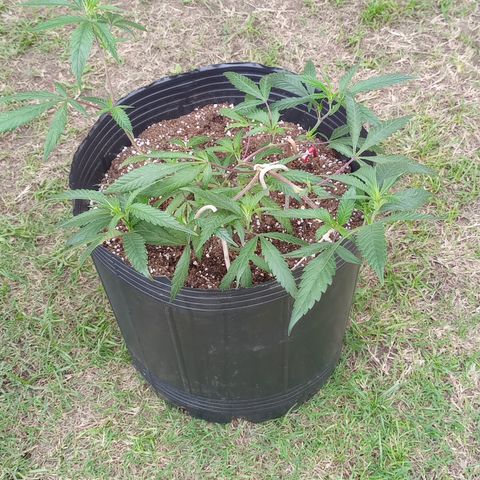 Peyote Hashimi  growlog timeline photo