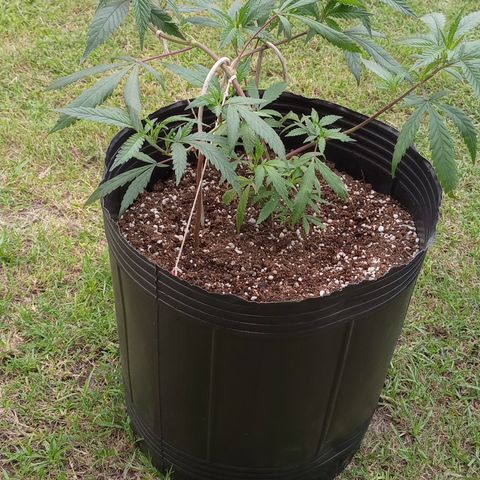 Peyote Hashimi  growlog timeline photo