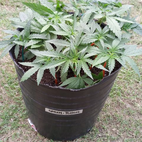 Poison Auto growlog timeline photo