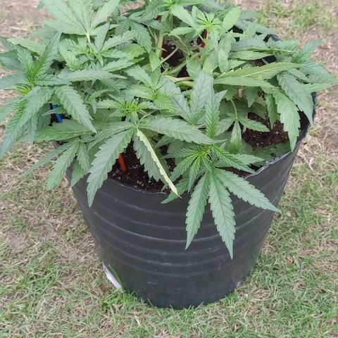 Poison Auto growlog timeline photo