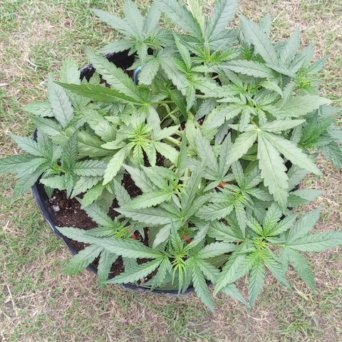 Poison Auto growlog timeline photo