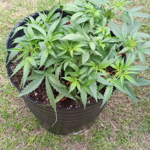 Poison Auto Lst growlog timeline photo