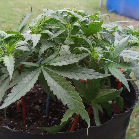 Poison Auto Lst growlog timeline photo
