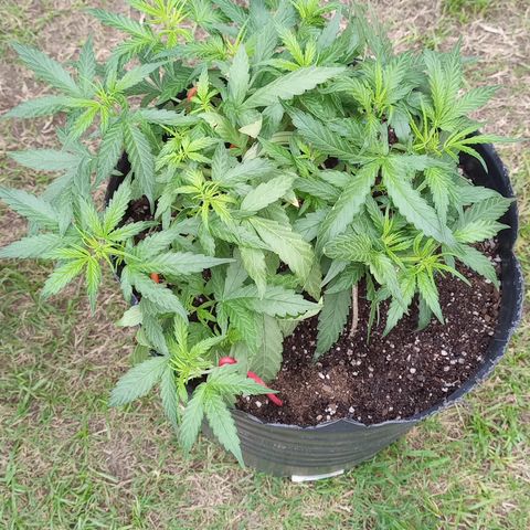 Poison Auto Lst growlog timeline photo