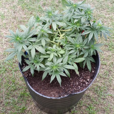 Royal Haze Auto growlog timeline photo