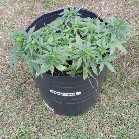 Royal Haze Auto growlog timeline photo