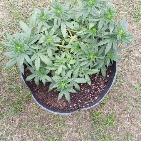 Royal Haze Auto growlog timeline photo