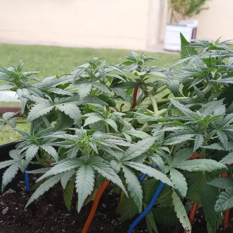 Royal Haze Auto growlog timeline photo