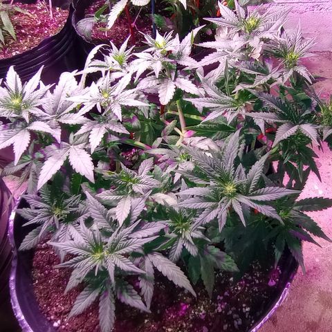 Royal Haze Auto growlog timeline photo