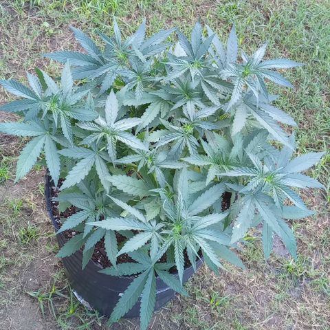 Poison Auto growlog timeline photo