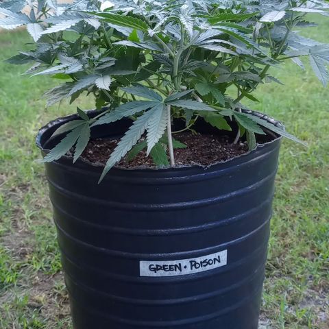 Poison Auto growlog timeline photo