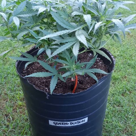 Poison Auto Lst growlog timeline photo