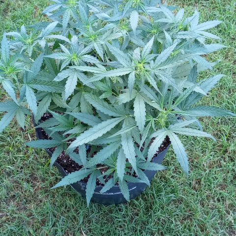 Poison Auto Lst growlog timeline photo