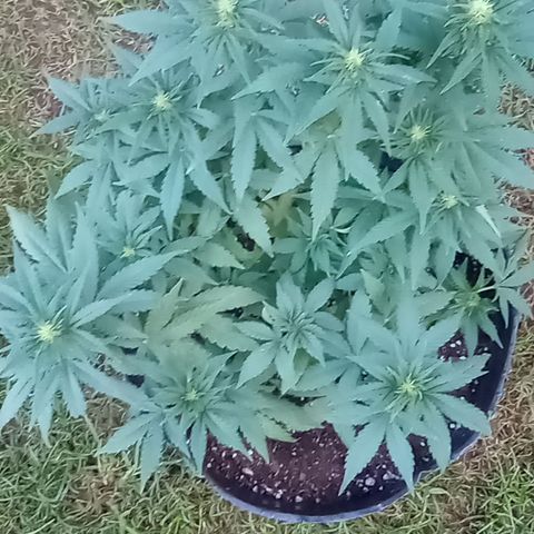 Royal Haze Auto growlog timeline photo