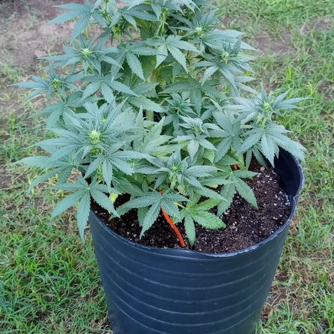 Royal Haze Auto growlog timeline photo