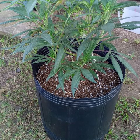 Peyote Hashimi  growlog timeline photo