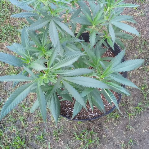 Peyote Hashimi  growlog timeline photo