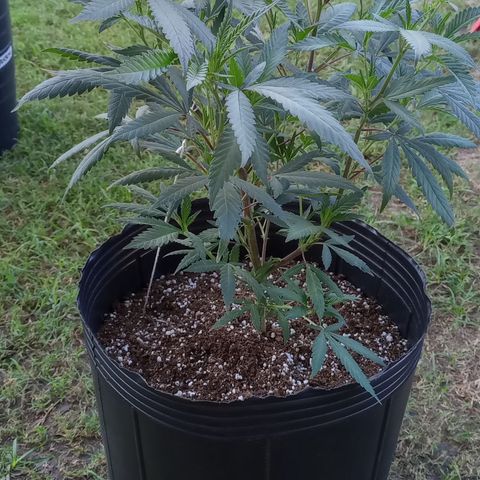 Peyote Hashimi  growlog timeline photo