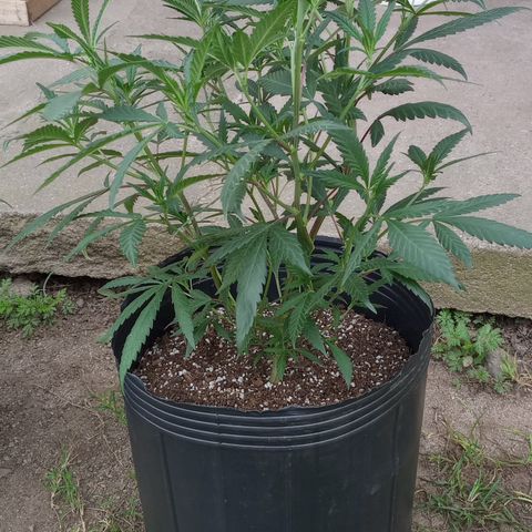 Peyote Hashimi  growlog timeline photo